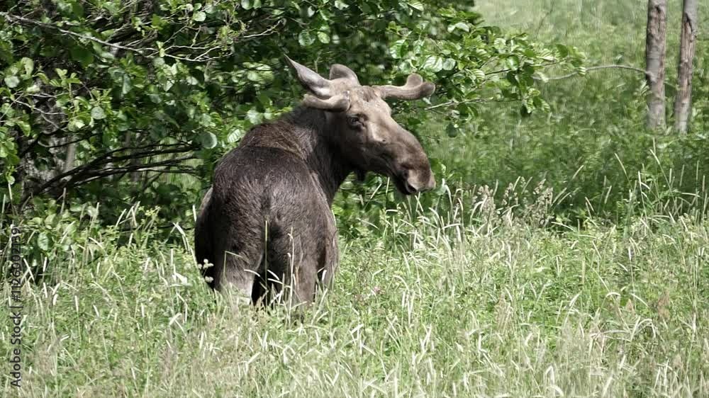 Moose slowly turning its head away from the camera. Moose slowly turning its head away from the camera.