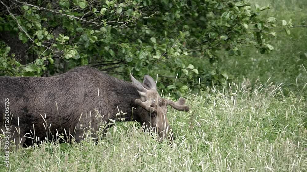 Moose happily grazing in a meadow during summer. Moose happily grazing in a meadow during summer.