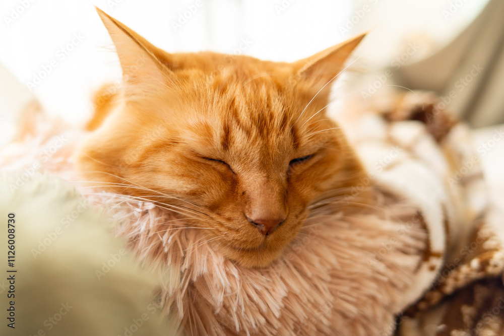 Fototapeta premium 眠る可愛い猫の寝顔 茶トラ猫