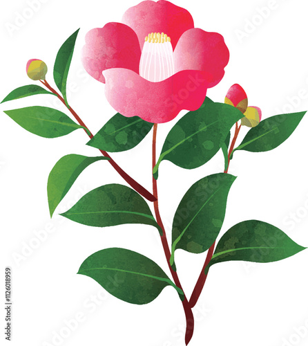 椿　つばき　水彩　手描き　花　植物　冬　イラスト素材