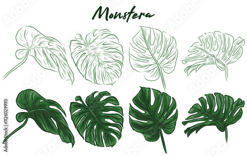 Vector elements monstera leaves isolated on white background
