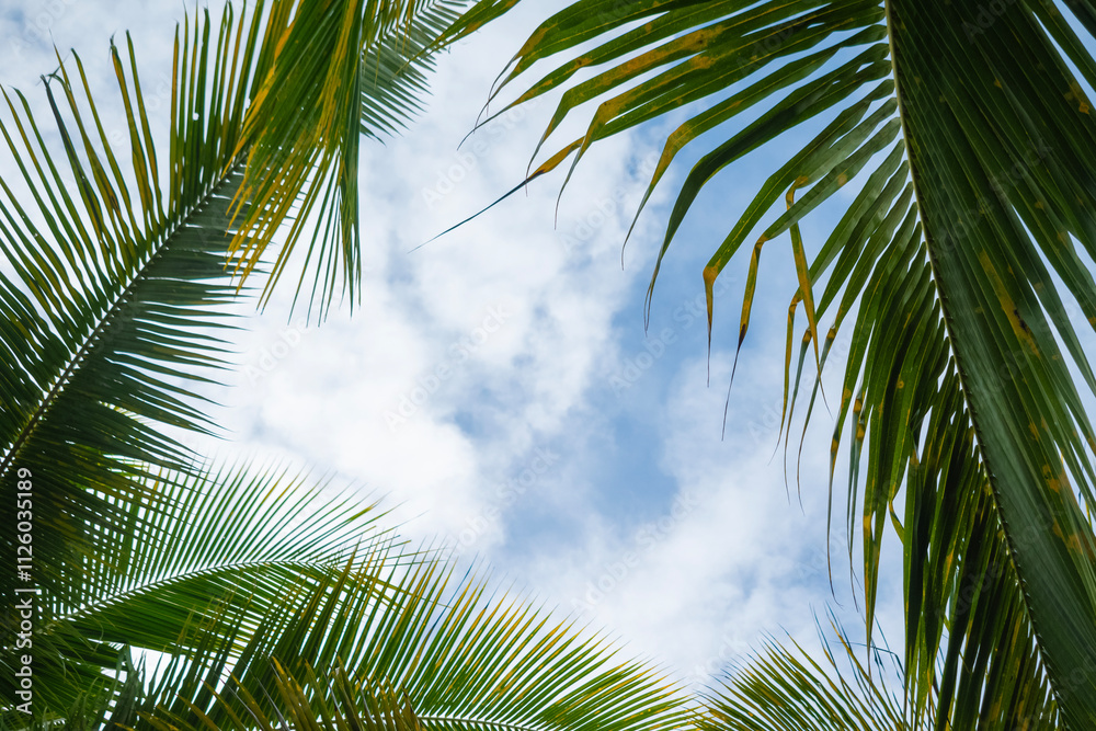 Fototapeta premium coconut tree leaves on blue cloudy sky copy space