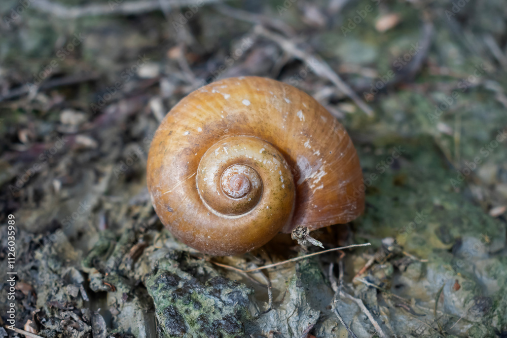 close up of wild snail shell on muddy ground close up of wild snail shell on muddy ground