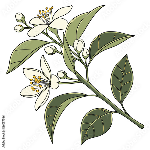 Orange Blossom with Leaves vector illustration Isolated on White Background
