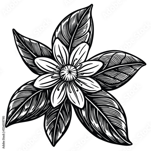 Orange Blossom with Leaves silhouette vector illustration Isolated on White Background