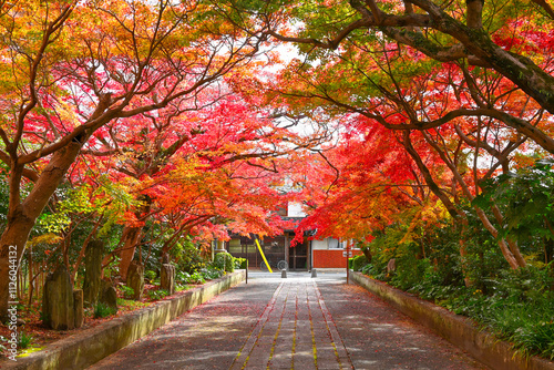 龍福寺参道を彩る真っ赤な紅葉【山口県山口市】