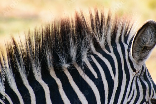 Close-up of a zebra's mane and stripes in natural light, showcasing intricate patterns and textures. photo