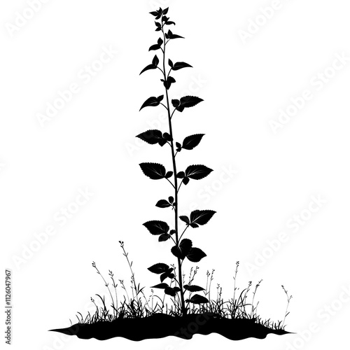 2D full body illustration of a Bishop’s Cap Plant Silhouette isolated on a white transparent background photo