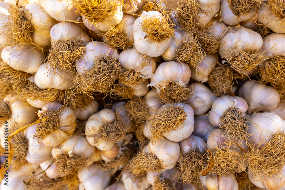 organic natural fresh dried mature famous Kastamonu Taskopru garlic