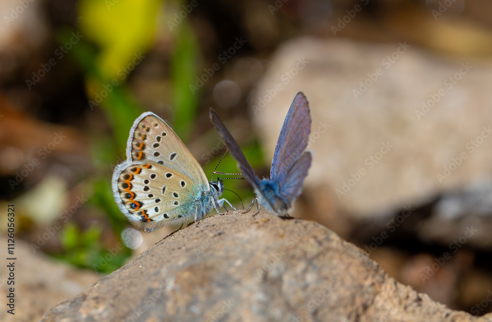 tiny blue butterfly picking minerals from the ground, Silver-studded Blue, Plebejus argus