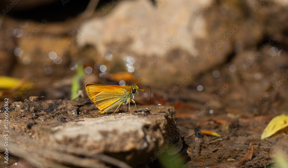 mineral field yellow butterfly, Essex Skipper, Thymelicus lineolus