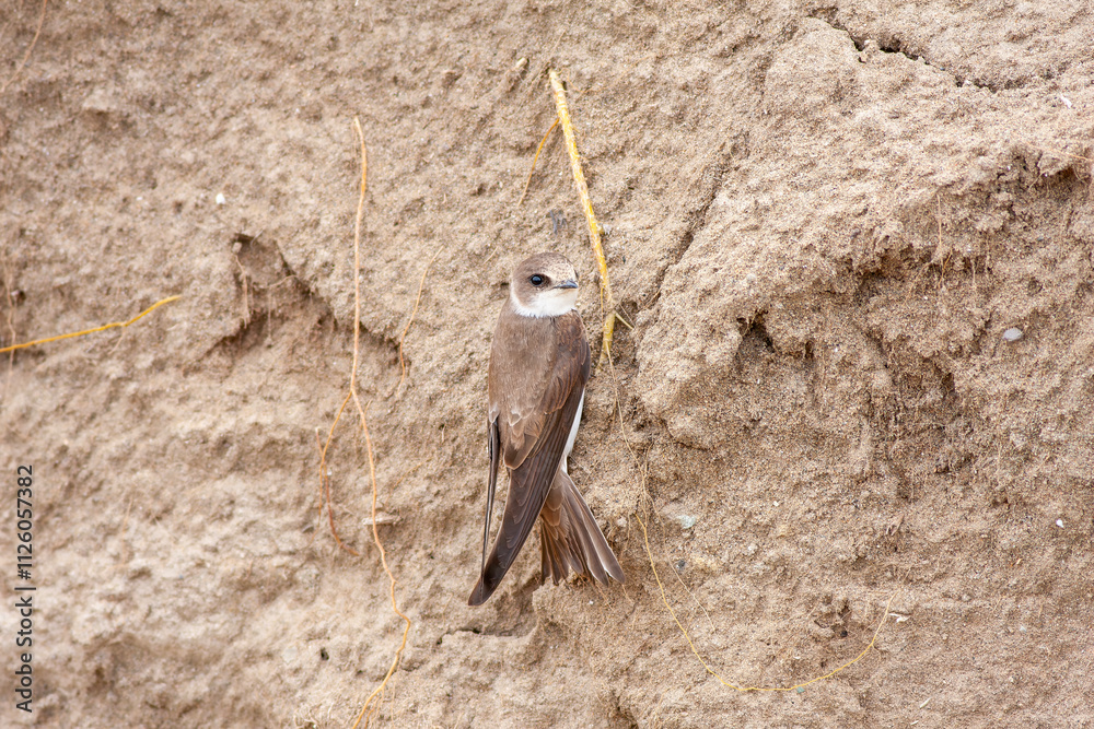 Close-up pair of terns busy building a nest, sand martin breeding, riparia riparia