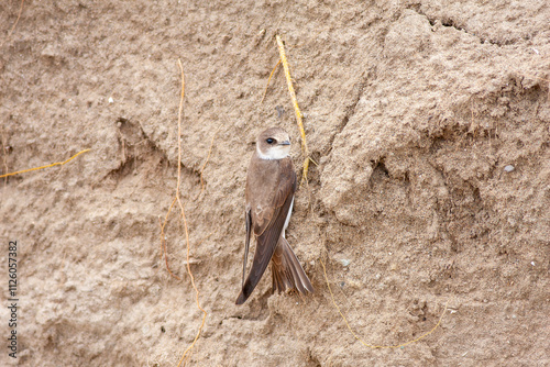 Obraz na płótnie Close-up pair of terns busy building a nest, sand martin breeding, riparia riparia w salonie