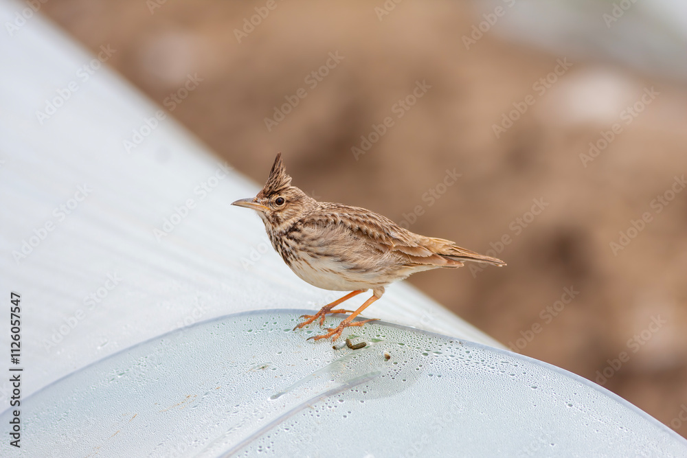 bird looking around on ground, Crested Lark, Galerida cristata