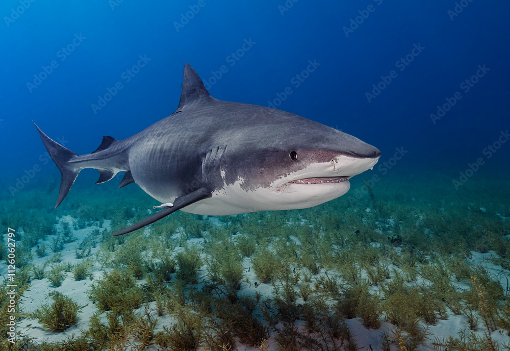Fototapeta premium Eye level with a Tiger shark (Galeocerdo cuvier) with a coral garden below.