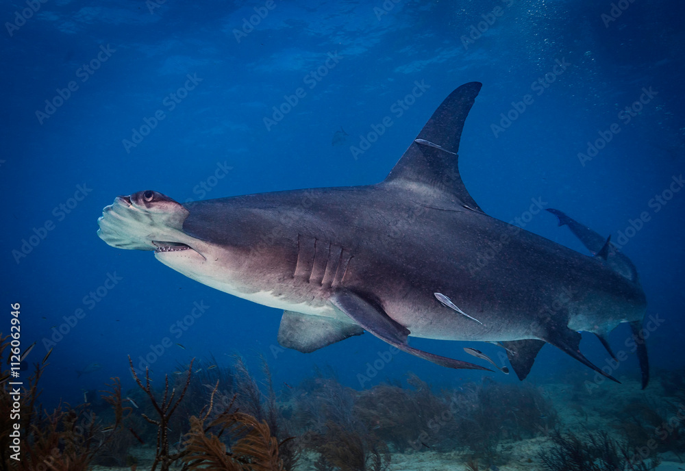 Obraz premium Eye level with a Great hammerhead shark (Sphyrna mokarran) with attending Ramora (suckerfish) passing over a coral garden below.