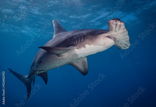 Looking up at a Great hammerhead shark (Sphyrna mokarran).