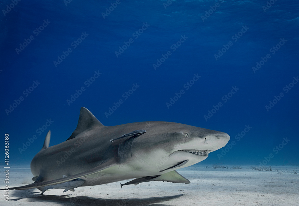 Naklejka premium Eye level with a Lemon Shark (Negaprion brevirostris) with its shadow on the sea floor. Ramora (suckerfish) in attendance.