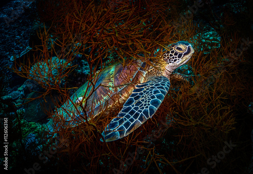 Eye level with a Green turtle (Chelonia mydas) resting in a sea fan. The beautiful turtle shell is very prominent.