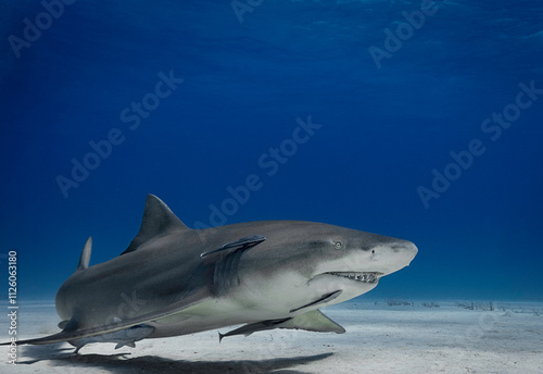 Eye level with a Lemon Shark (Negaprion brevirostris) with its shadow on the sea floor. Ramora (suckerfish) in attendance. photo