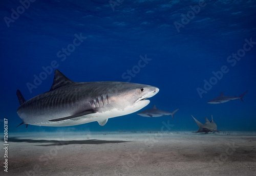 Eye level with a Tiger shark (Galeocerdo cuvier) with its shadow on the sea floor. Ramora (suckerfish) in attendance. More sharks to rear.