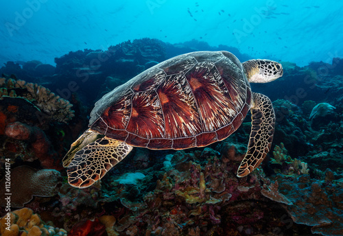 Looking down on a Green turtle (Chelonia mydas) swimming over a coral reef. The beautiful turtle shell is very prominent. photo