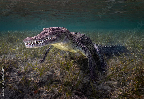 Cuban crocodile (Crocodylus rhombifer) resting on the sea grass floor in a Mangrove swamp. The teeth are very visible.