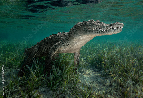 Cuban crocodile (Crocodylus rhombifer) resting on the sea grass floor in a Mangrove swamp. The teeth are very visible. photo