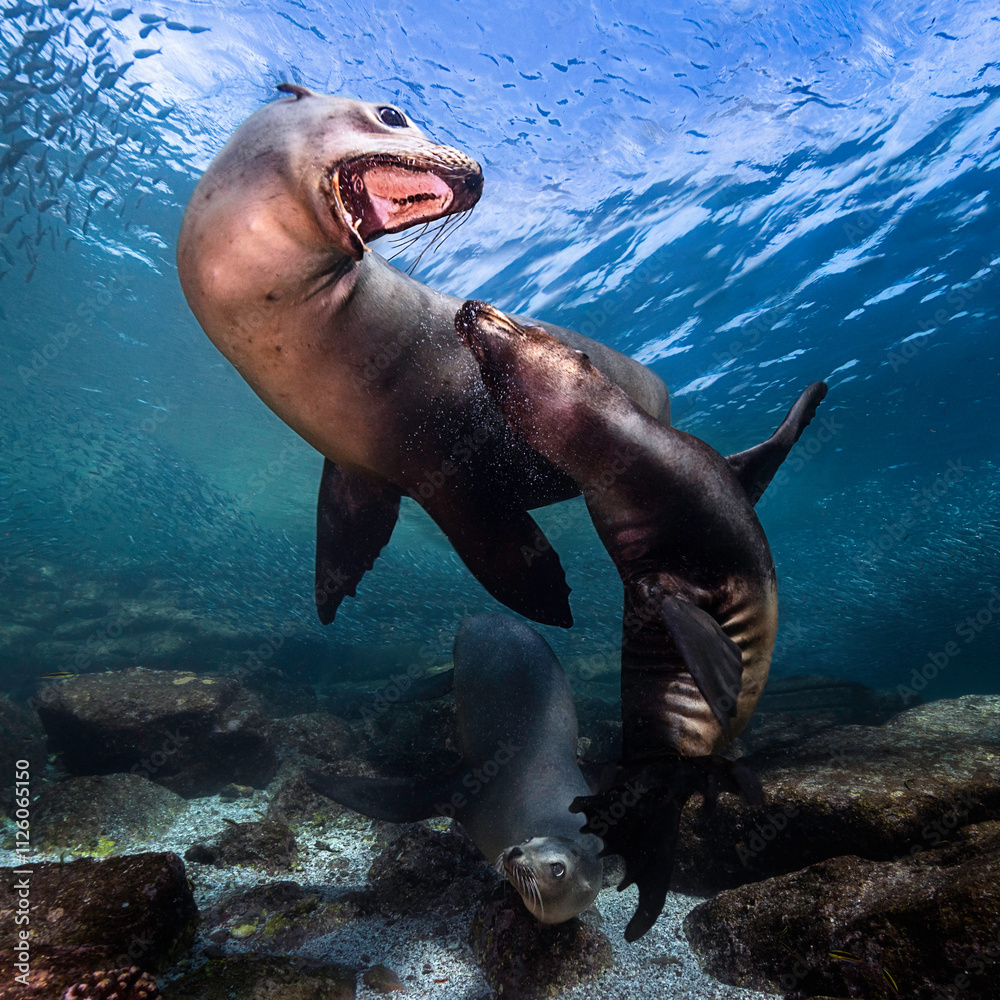 Obraz premium Sea lions (Otariinae) photographed underwater..