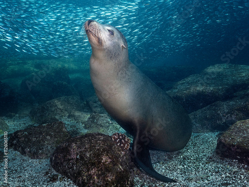 Sea lions (Otariinae) photographed underwater.. photo