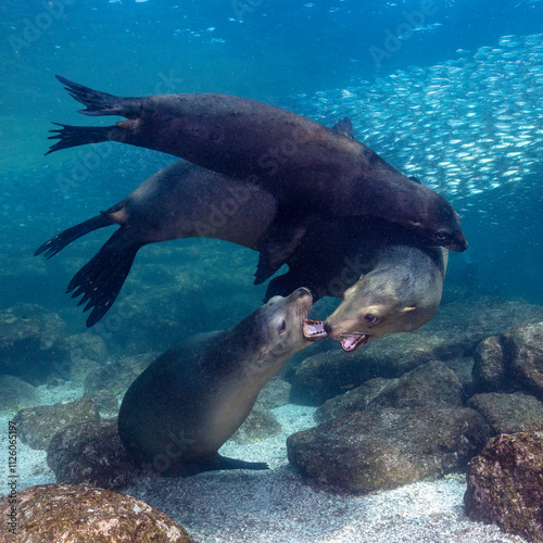 Sea lions (Otariinae) photographed underwater..