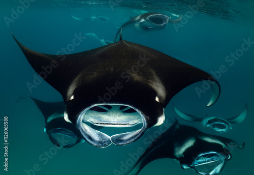Reef Manta Rays (Mobula alfredi) feeding on plankton in the Maldives.