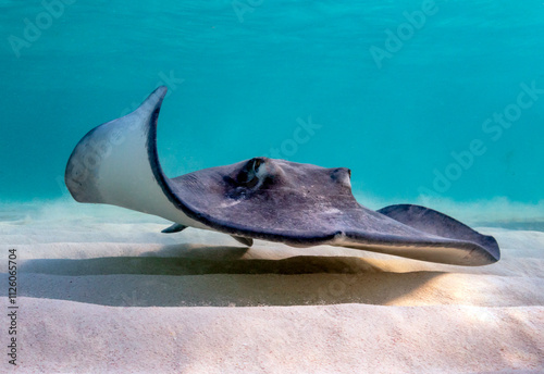 Eye level with a Southern Stingray (Hypanus americanus), shadow visible on the sandy seafloor and surface waves visible above. Bar jack fish just to the rear.