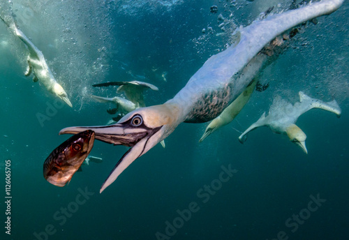 Eye level with diving Northern gannets (Morus bassanus) taking Mackerel (Scomber scombrus) underwater. 