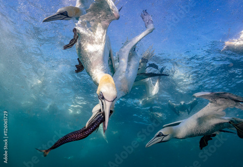 Eye level with diving Northern gannets (Morus bassanus) taking Mackerel (Scomber scombrus) underwater. 