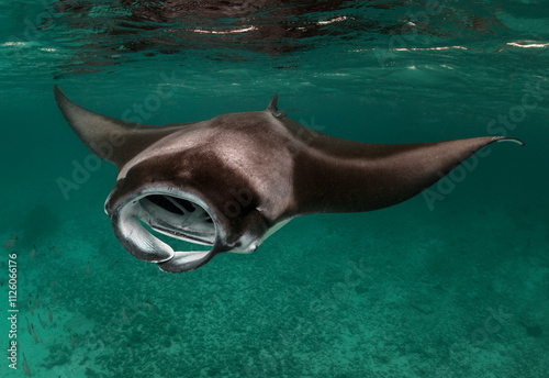 Reef Manta Rays (Mobula alfredi) feeding on plankton in the Maldives.