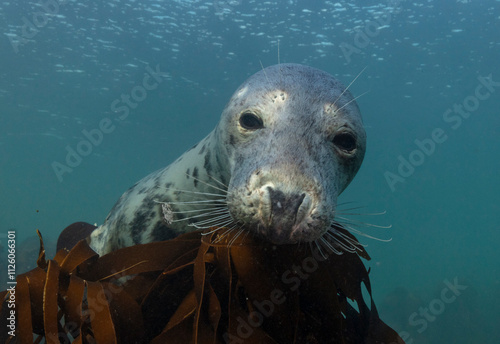 Grey Seal photographed underwater.