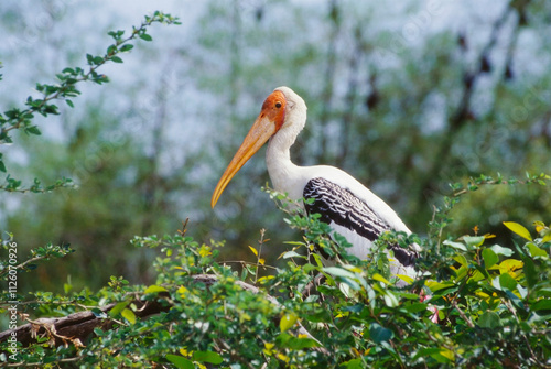 Birds, Painted stork pair mycteria leucocephala photo