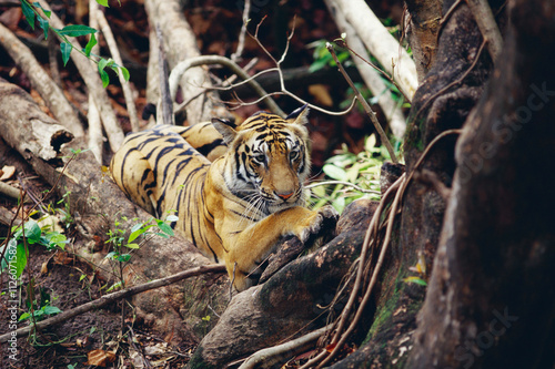 Tiger hiding, Bandhavgarh national park, Madhya Pradesh, India photo