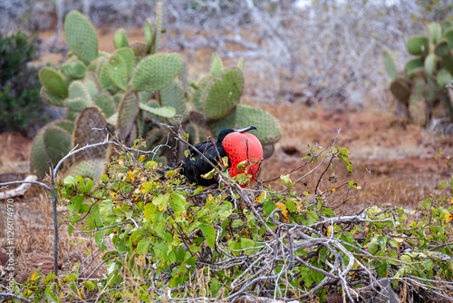 head right inflated red pouch male frigatebird galapagos islands photo