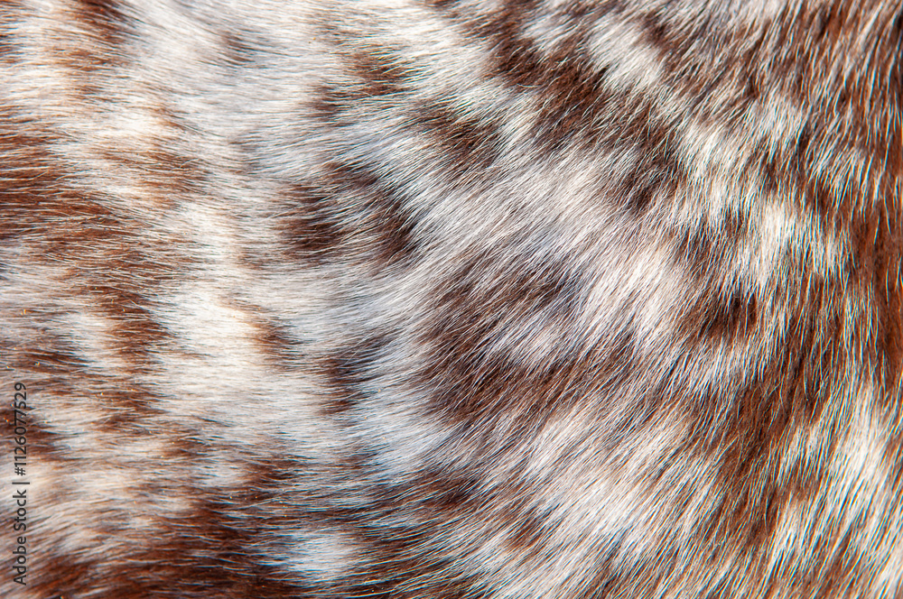 Beautiful spotted fur close-up. Texture of brown animal wool. Dog fur. Beautiful spotted fur close-up. Texture of brown animal wool. Dog fur.