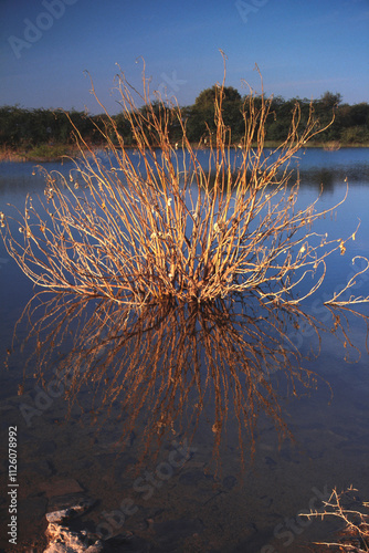 Dead leafless bare tree, India photo