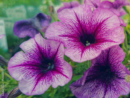 Flowers that bloom in the southern hemisphere during spring photo