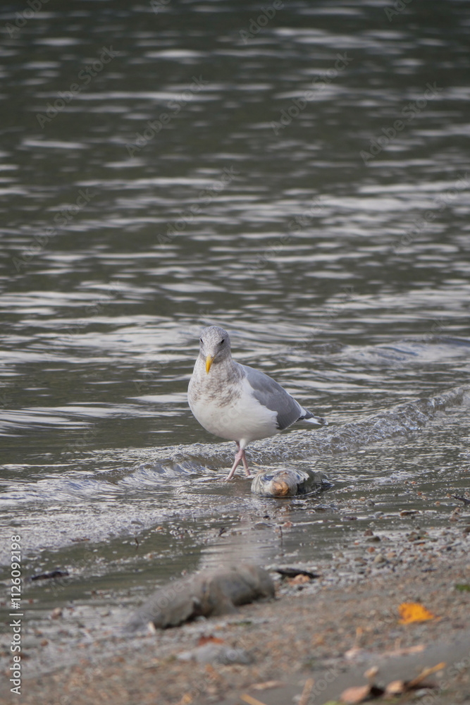 Fototapeta premium Seagull at Kilby Park Campground during a fall season in Harrison Mills, British Columbia, Canada