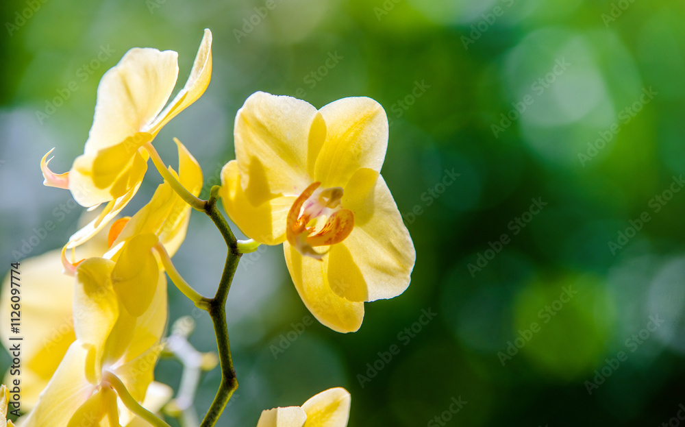 yellow Orchid branch on green natural background
yellow Orchid branch on green natural background