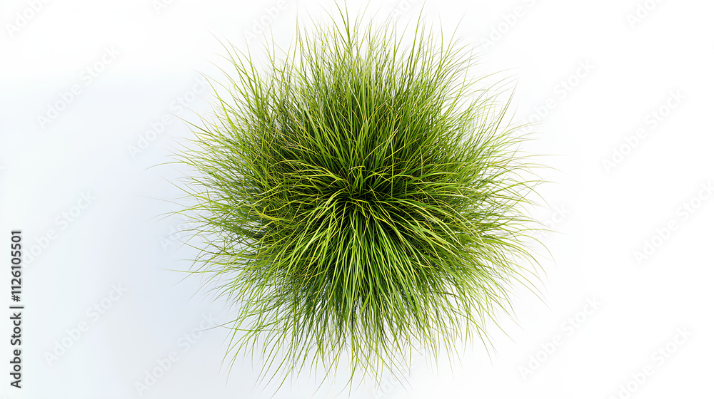 New zealand hair sedge trees shape top view cut out white New zealand hair sedge trees shape top view cut out white