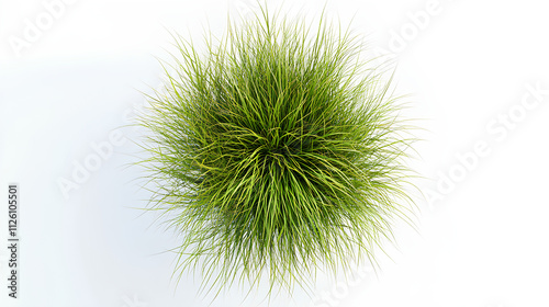New zealand hair sedge trees shape top view cut out white