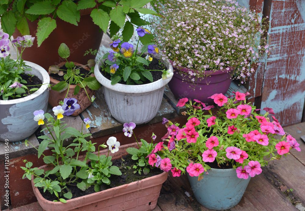 Still life with beautiful pink petunia and pansy flowers in pots outside in the garden. Spring and summer botanical and farming background with gardening objects, vintage home and retro concept Still life with beautiful pink petunia and pansy flowers in pots outside in the garden. Spring and summer botanical and farming background with gardening objects, vintage home and retro concept