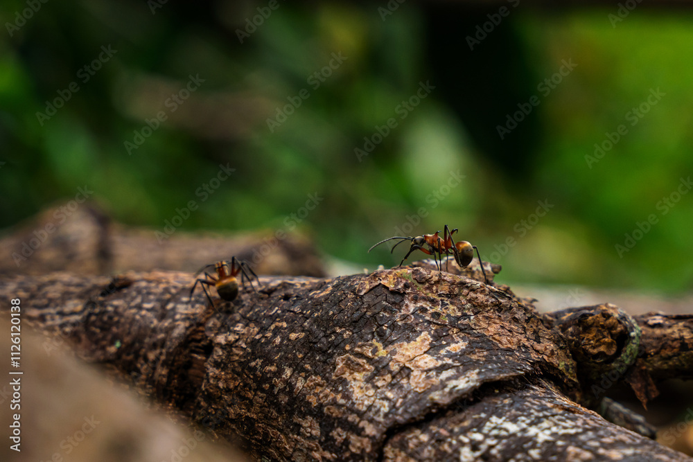 Giant ants in the lush rainforest Giant ants in the lush rainforest