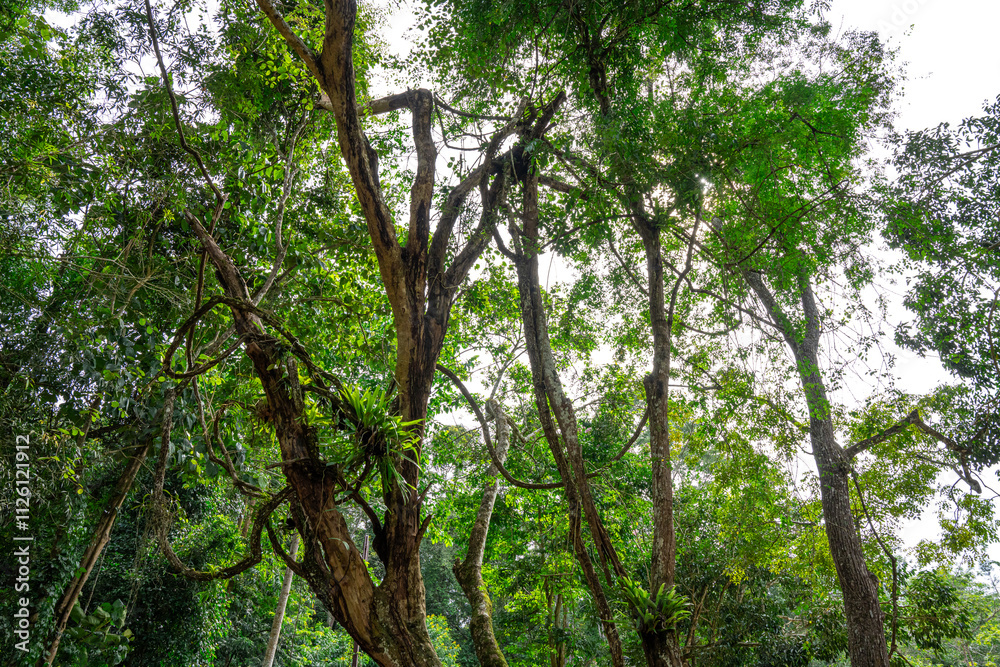 Big trees and mistletoe in the rainforest Big trees and mistletoe in the rainforest